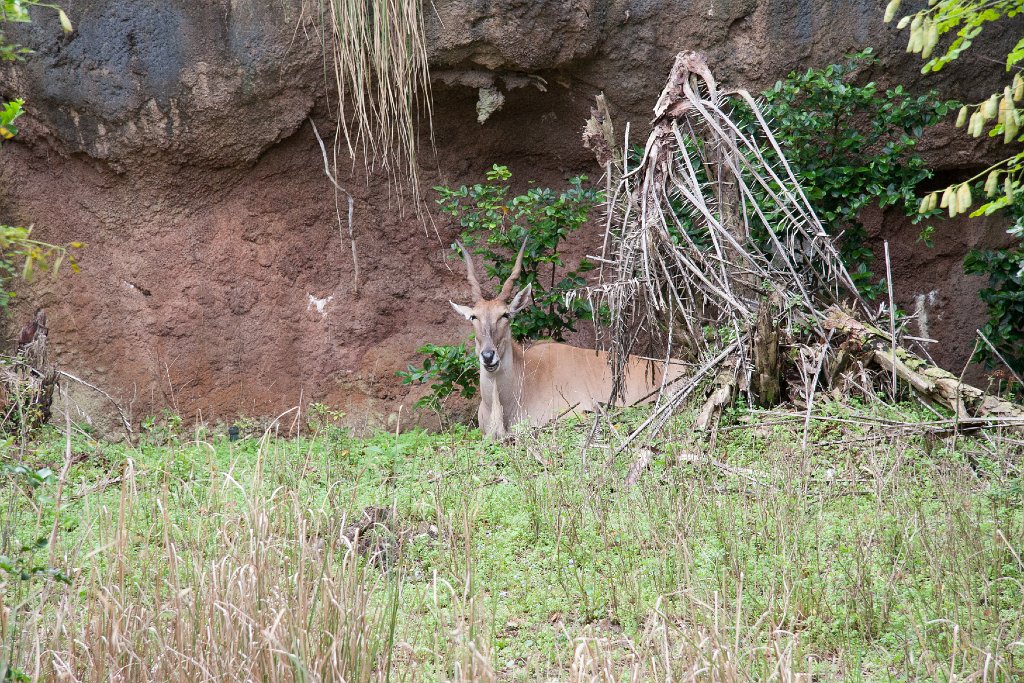 IMG_6707.jpg - Eland antelope.
